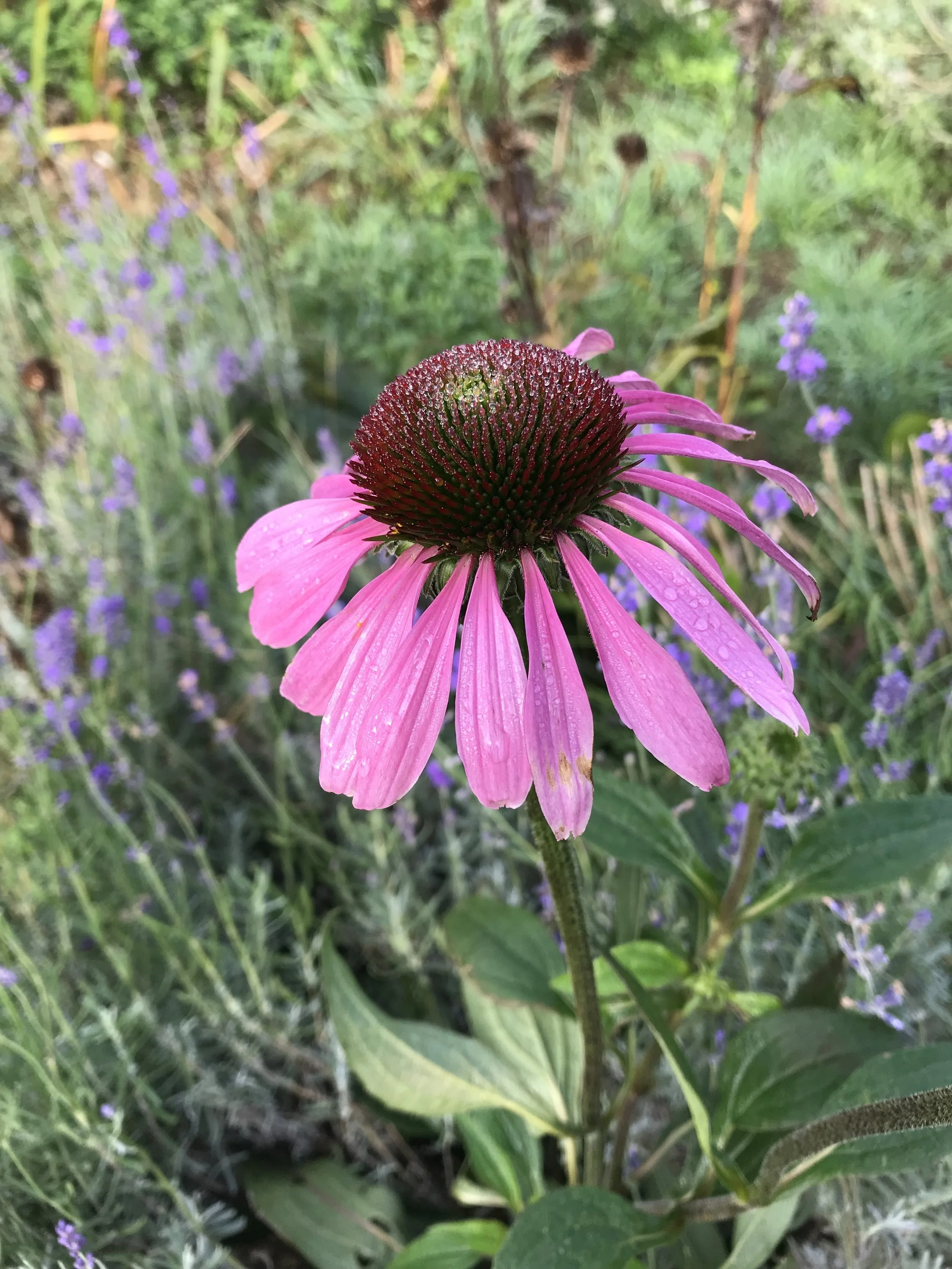 Echinacea, organic