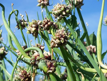 Egyptian Walking Onion sets -  summer.jpg
