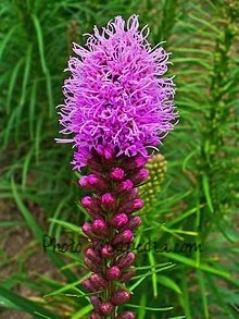 Liatris_spicata_003.JPG