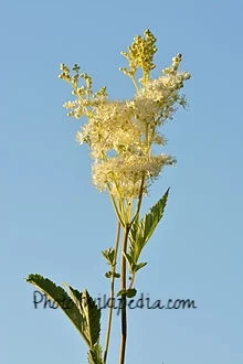 220px-Filipendula_ulmaria_-_angervaks.jpg