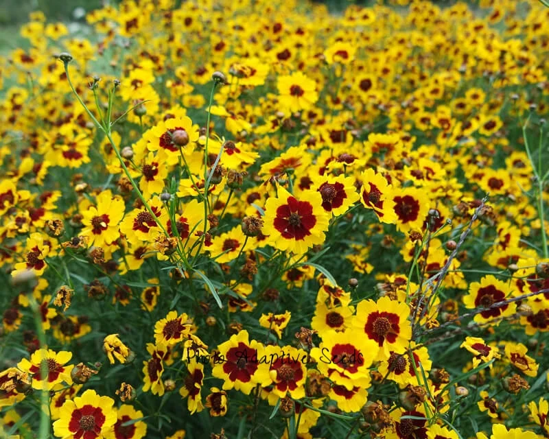Plains-Coreopsis.jpg