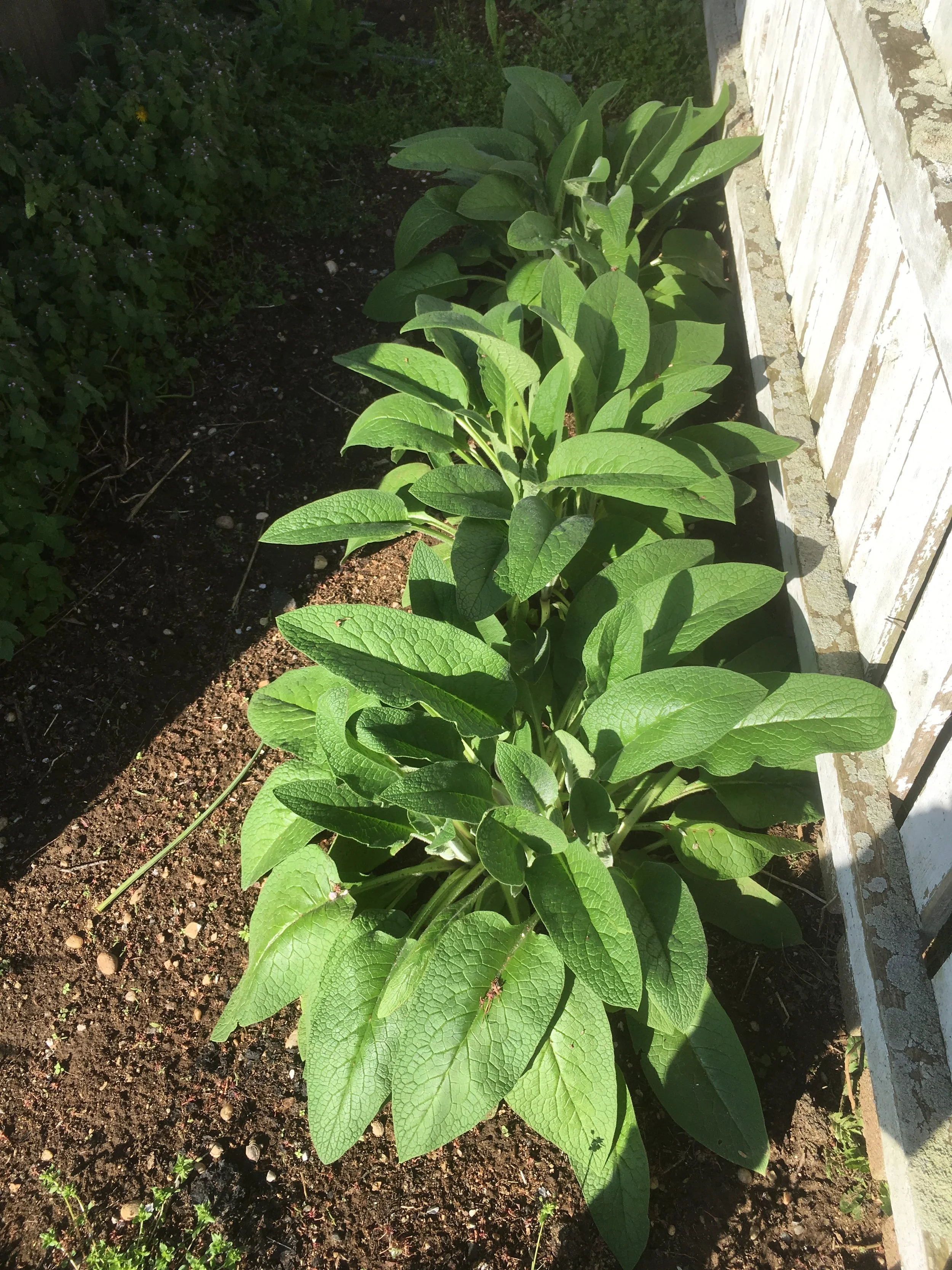 Apothecary Garden Series 1--Plantain, Comfrey, &amp; Self-heal