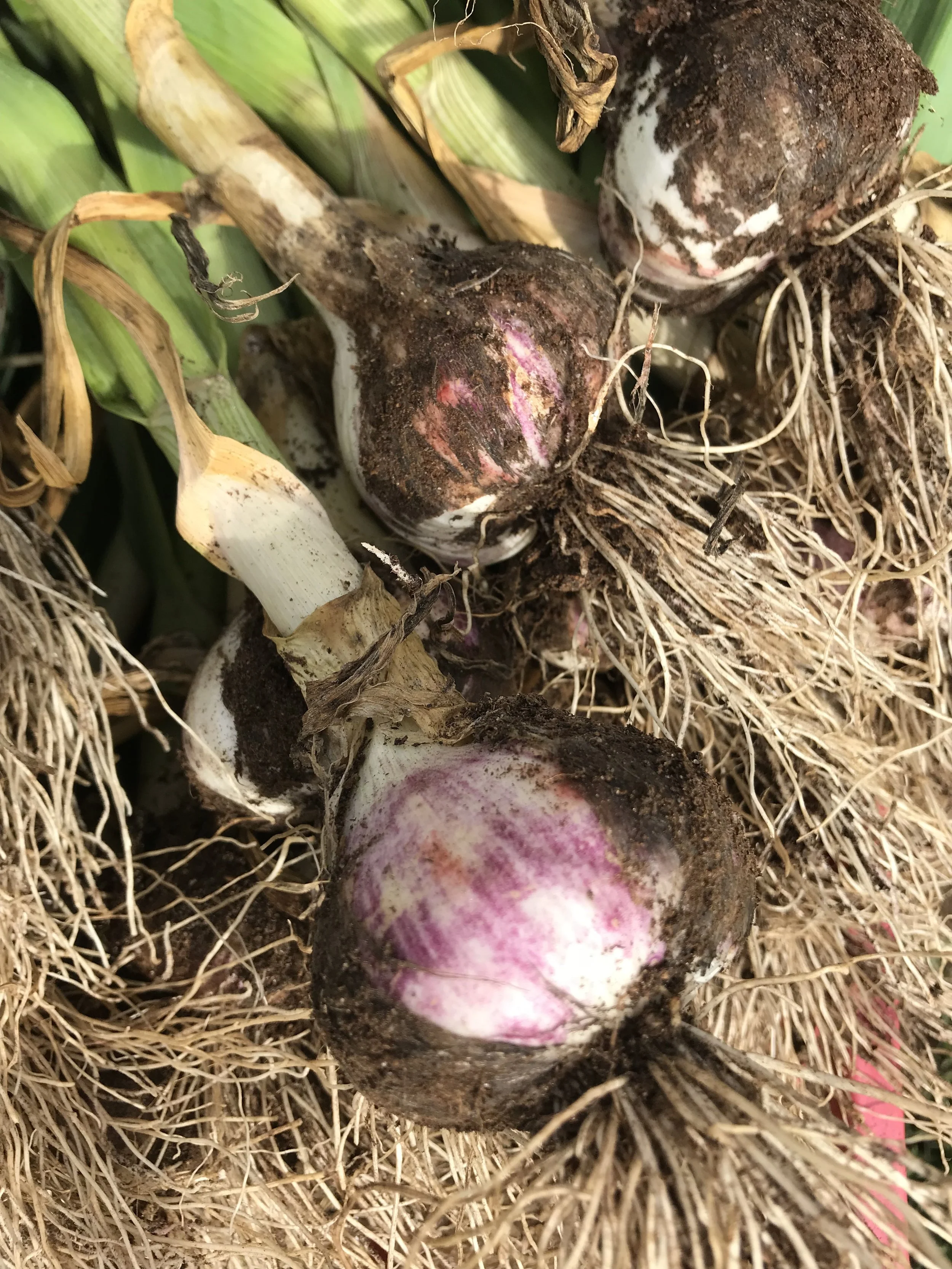 Garlic Clinic and Fire Cider