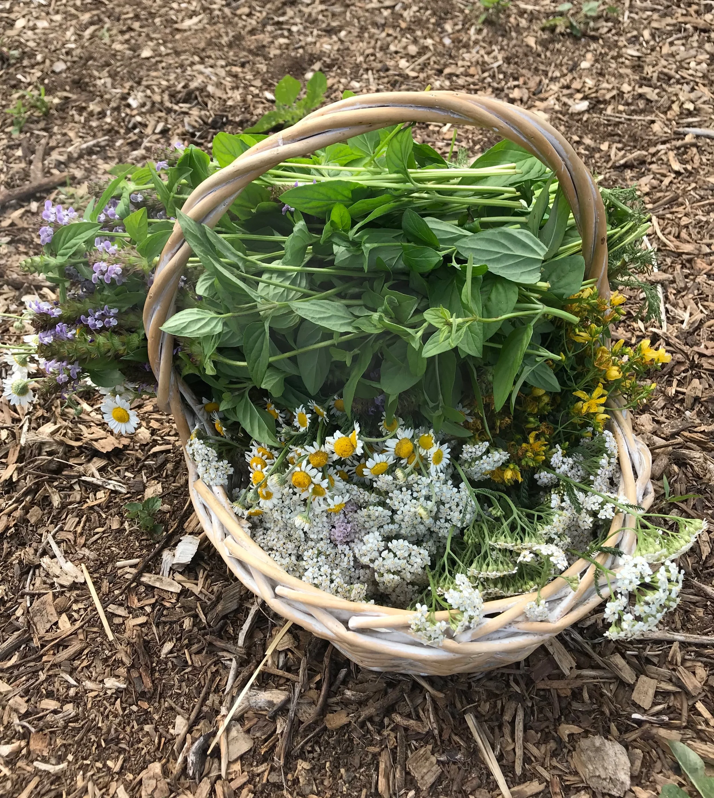 Self-heal, chamomile, yarrow, St. Johnswort