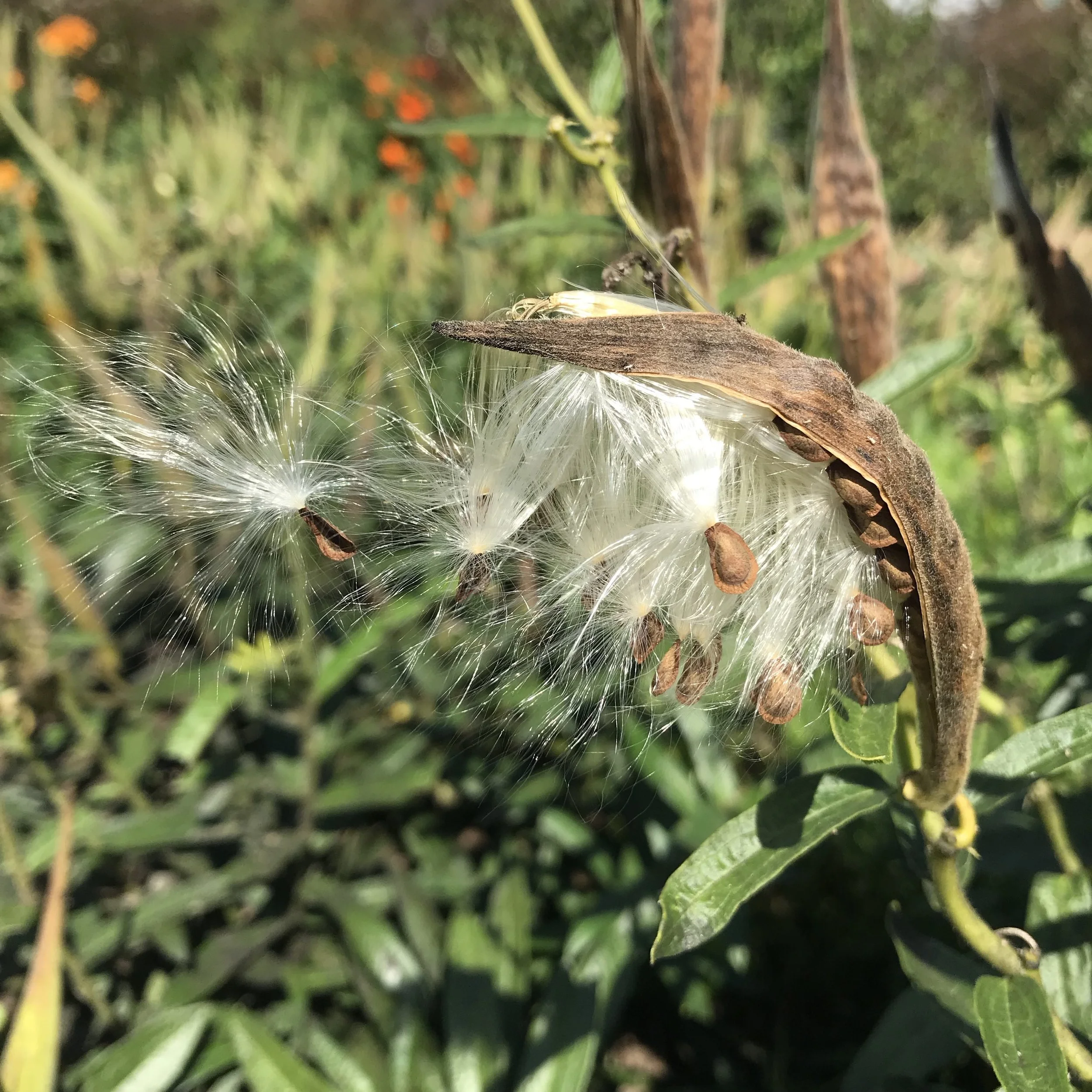Walk & Talk: Collecting and Saving Seeds