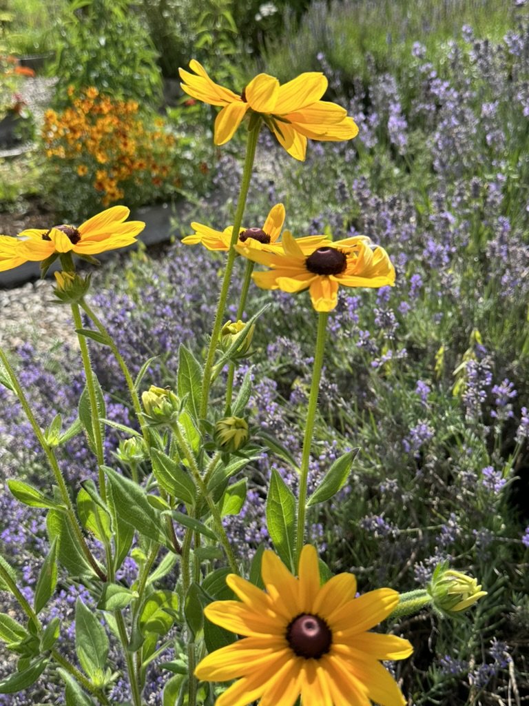 Rudbeckia, Indian Summer, organic