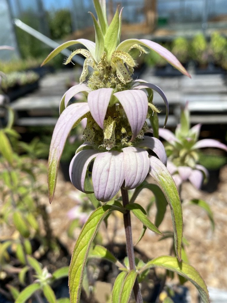 Bee Balm, Spotted, organic