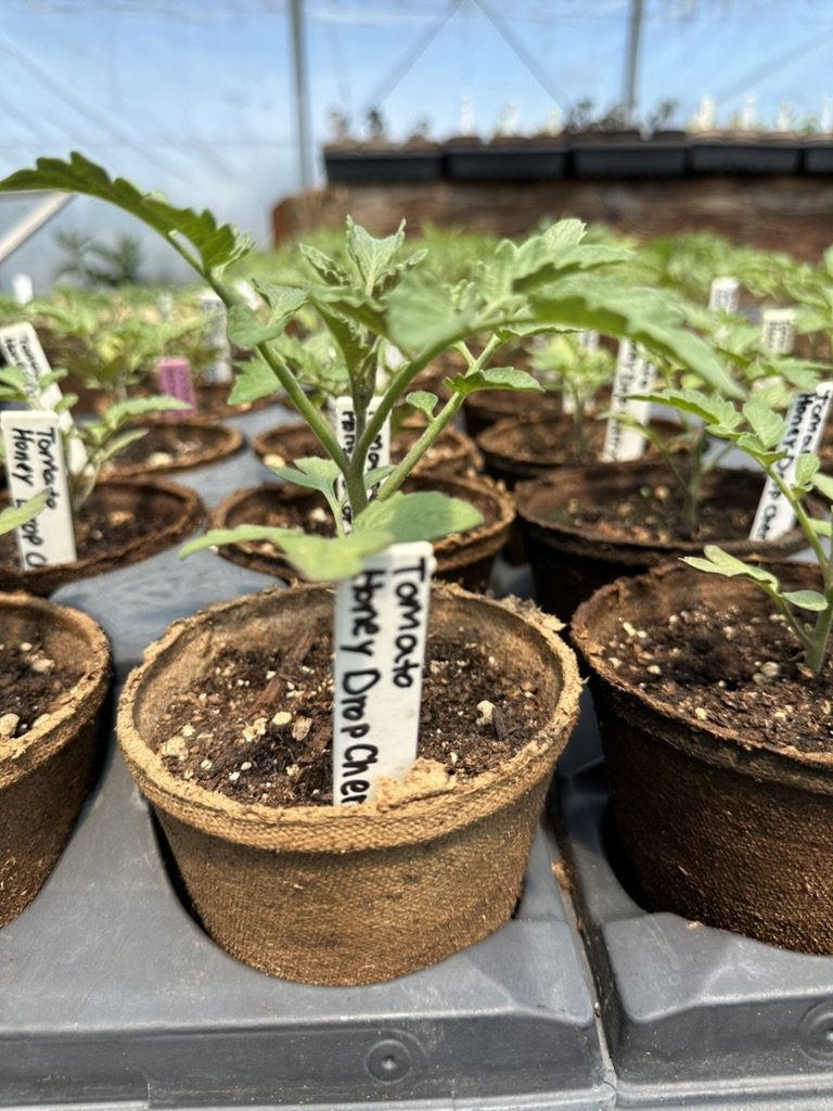 Tomatoes, organic
