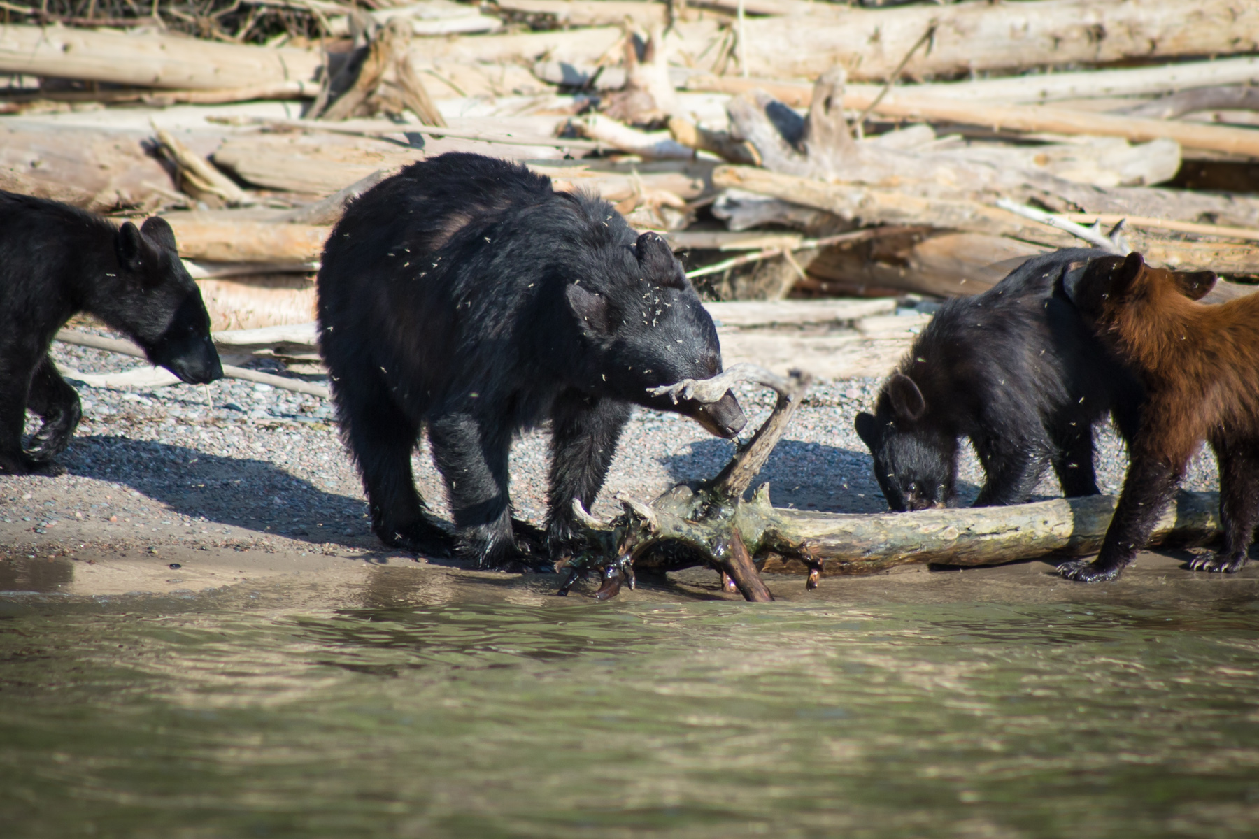 BearFamily_ZOOM_1800.jpg