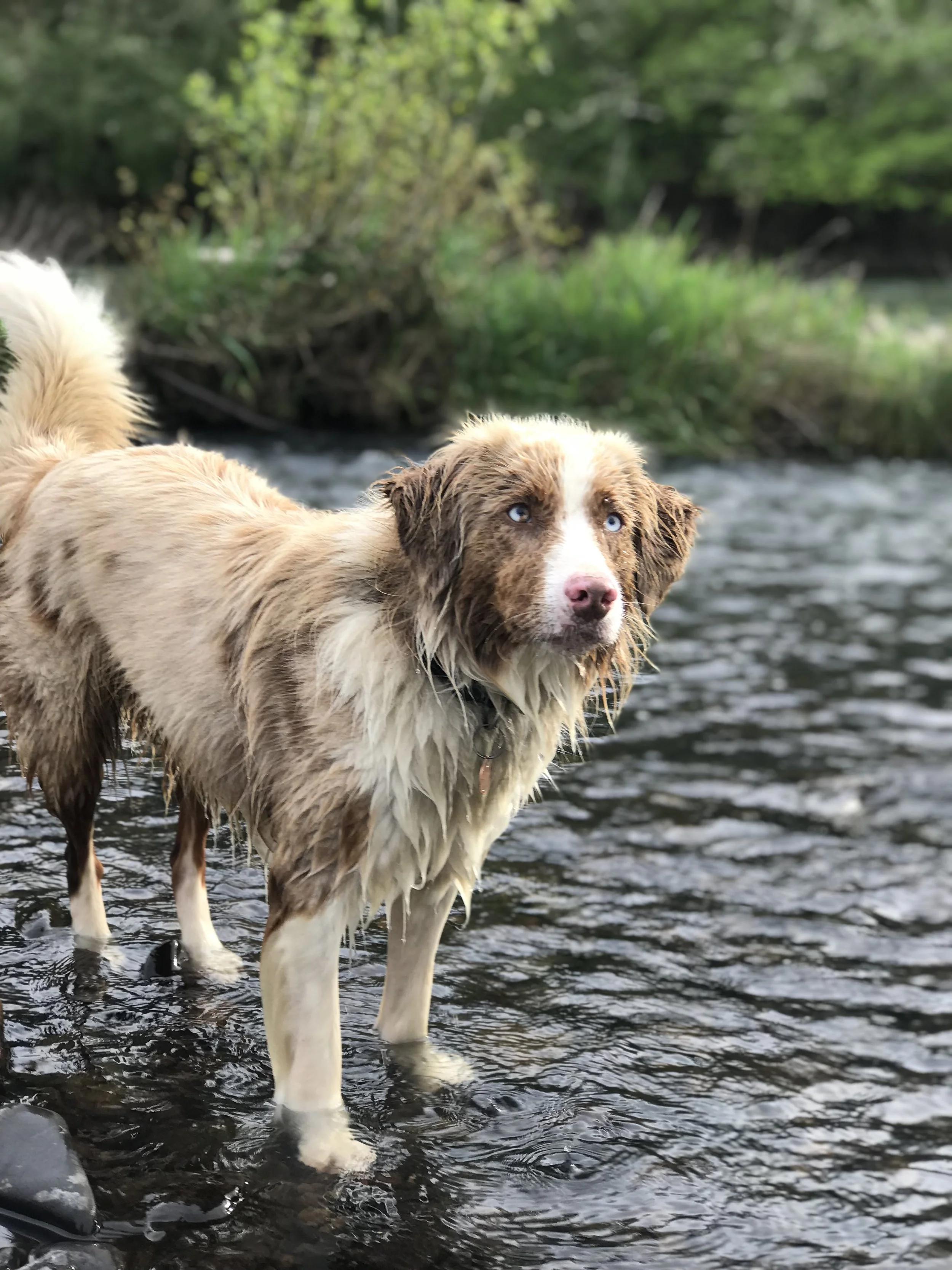 Iwe - Iwe is the cutest, dirtiest dog on the farm. He is Taylor and Maia’s baby. Iwe, pronounced “EEE-WEH”, means “Hey you!” in KiiKaonde. He is a Aussie/Border Collie Mix. Iwe is super smart and sweet, loves his best friend Porter and hanging with the crew in the orchards.