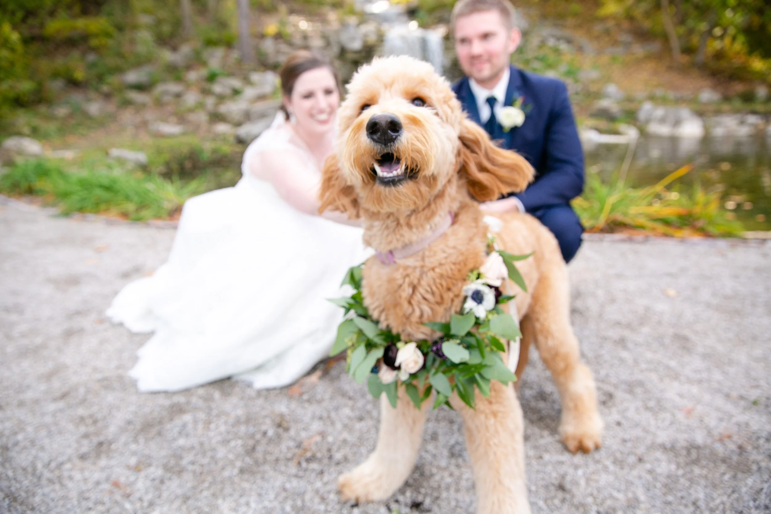 How To Get Your Pet Involved In Your Wedding | Colorado Wedding Photographer