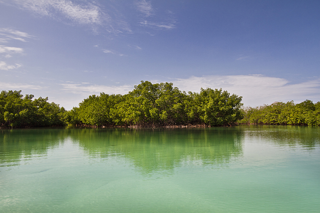manglares.jpg