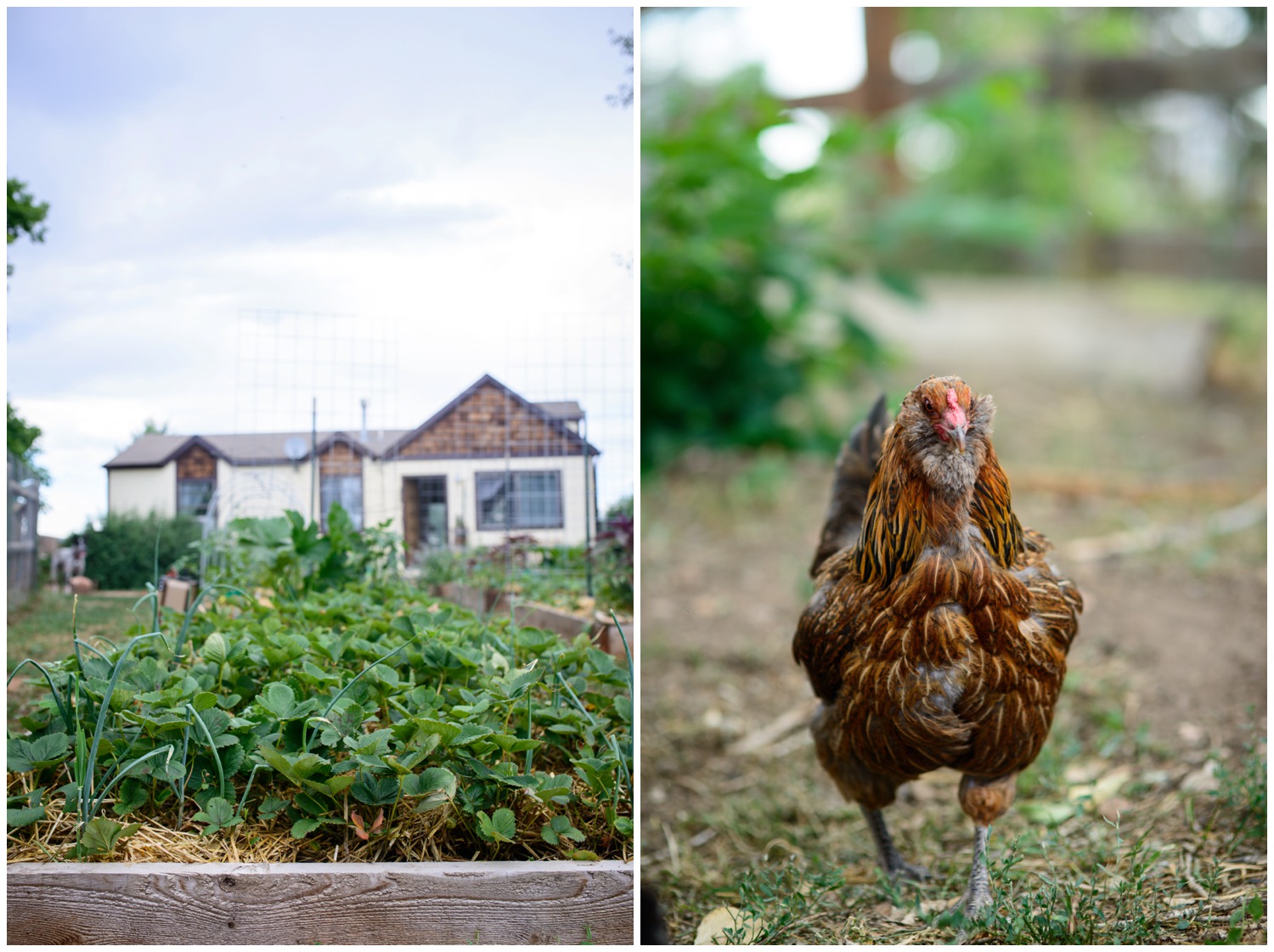organic free range chicken on farm