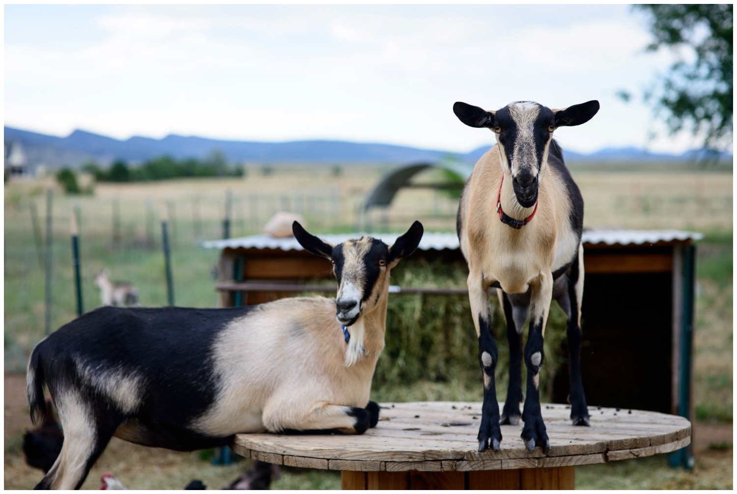 Boulder-organic-farm-environmental-photography-_0004.jpg