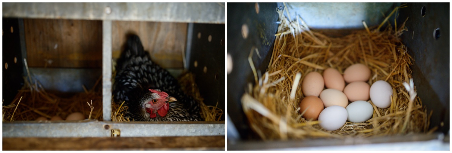 Boulder-organic-farm-environmental-photography-_0022.jpg