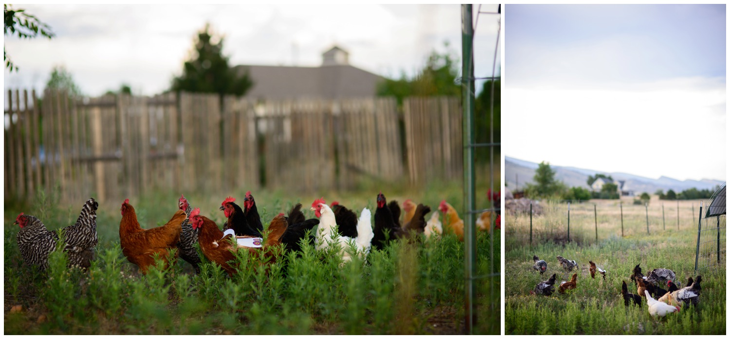 Organic free range chickens on boulder farm