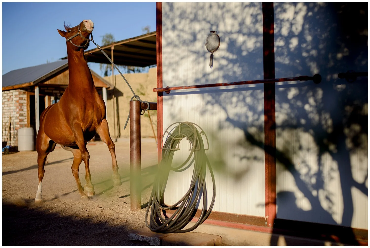 Arizona-desert-commercial-horse-photography-_0015.jpg