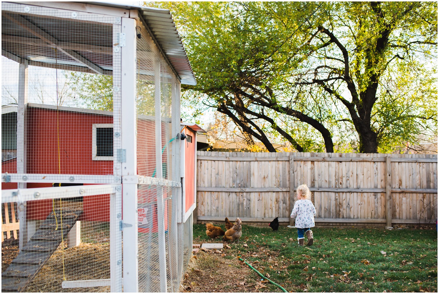 little girl chases chicken