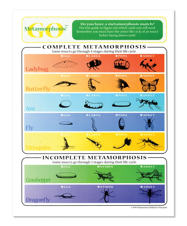 GoMetamorphosisGameBoardrec.jpg