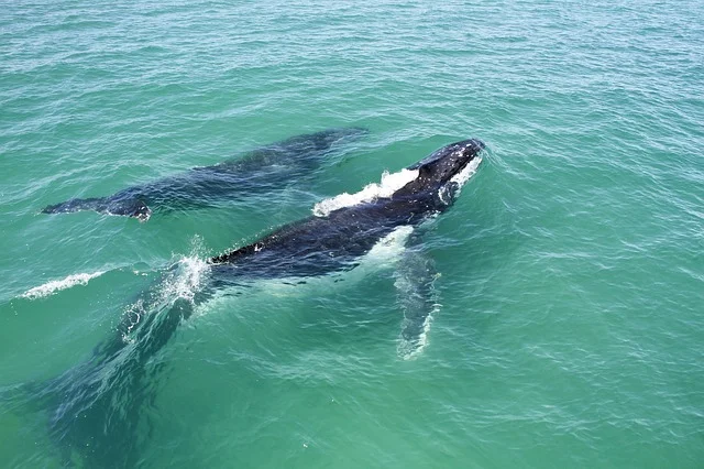 Whale Pod.jpg