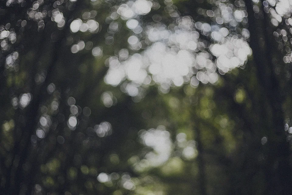 noja-bokeh.jpg