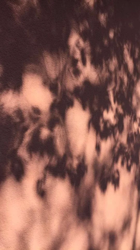 10649790_10208517902885879_6667029270441922067_n.jpg