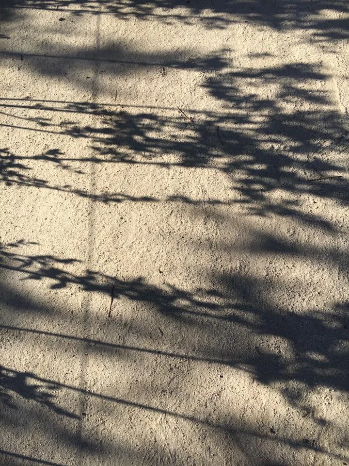 12801585_10208723666909851_8039346572636853251_n.jpg