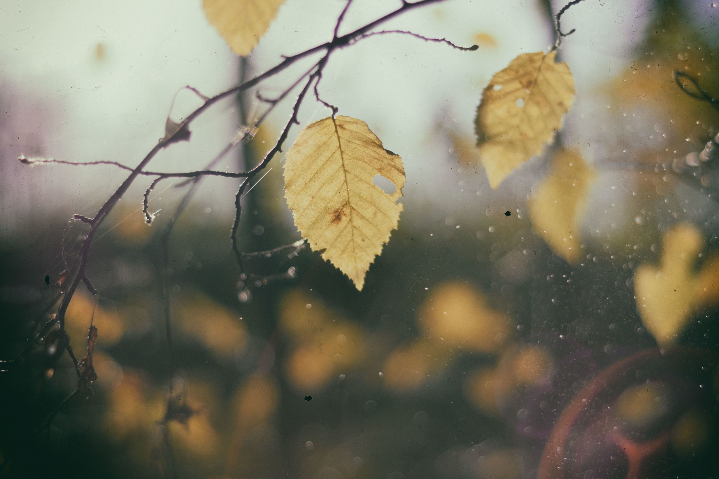 Our Core Values are beneficence, non-maleficence, justice, fidelity, and autonomy. We take every one of them seriously and we expect them of our employees while striving to promote them in our clients. How can we help?
