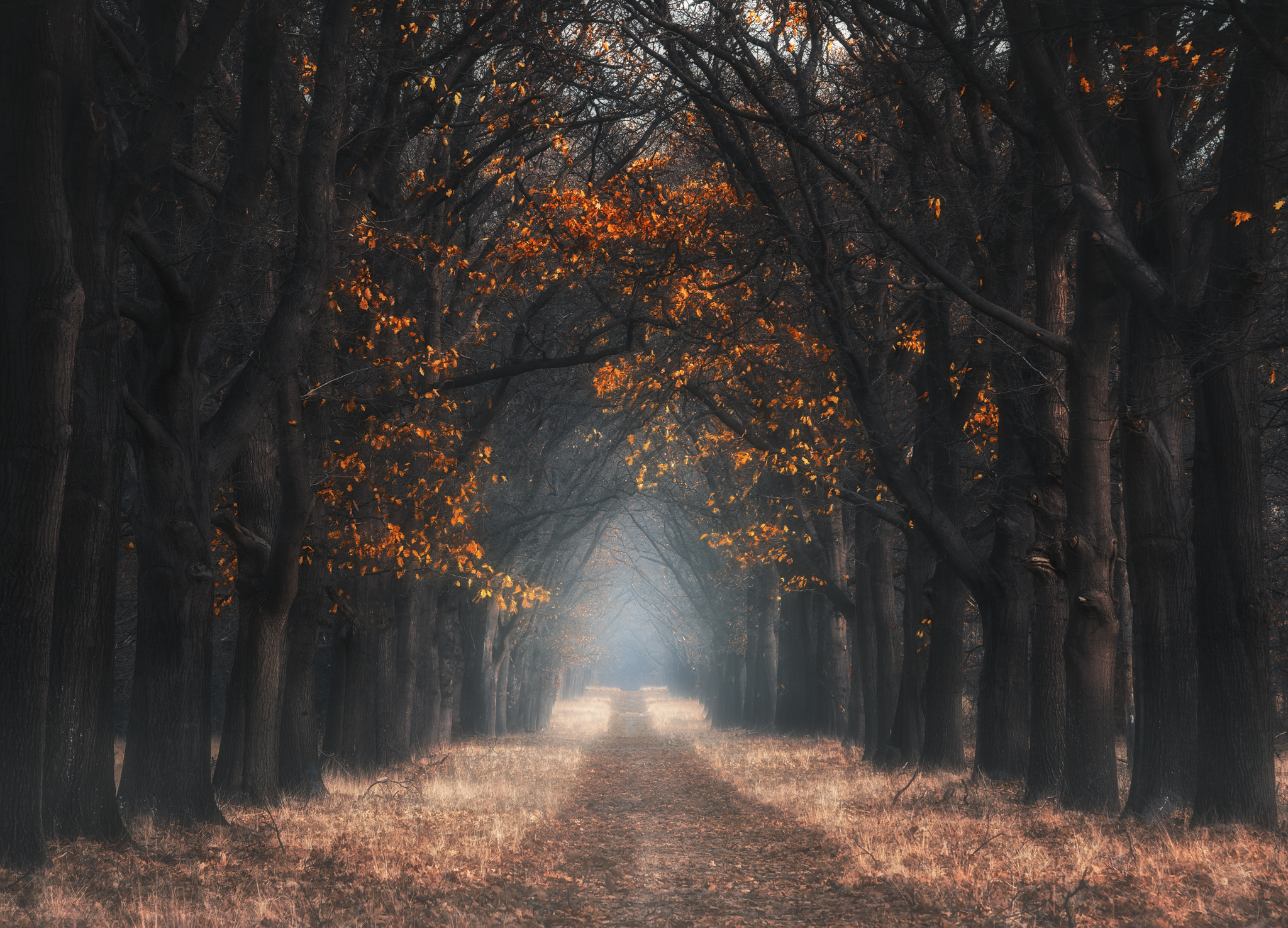 GoldenLeafsofHogeVeluwe.jpg