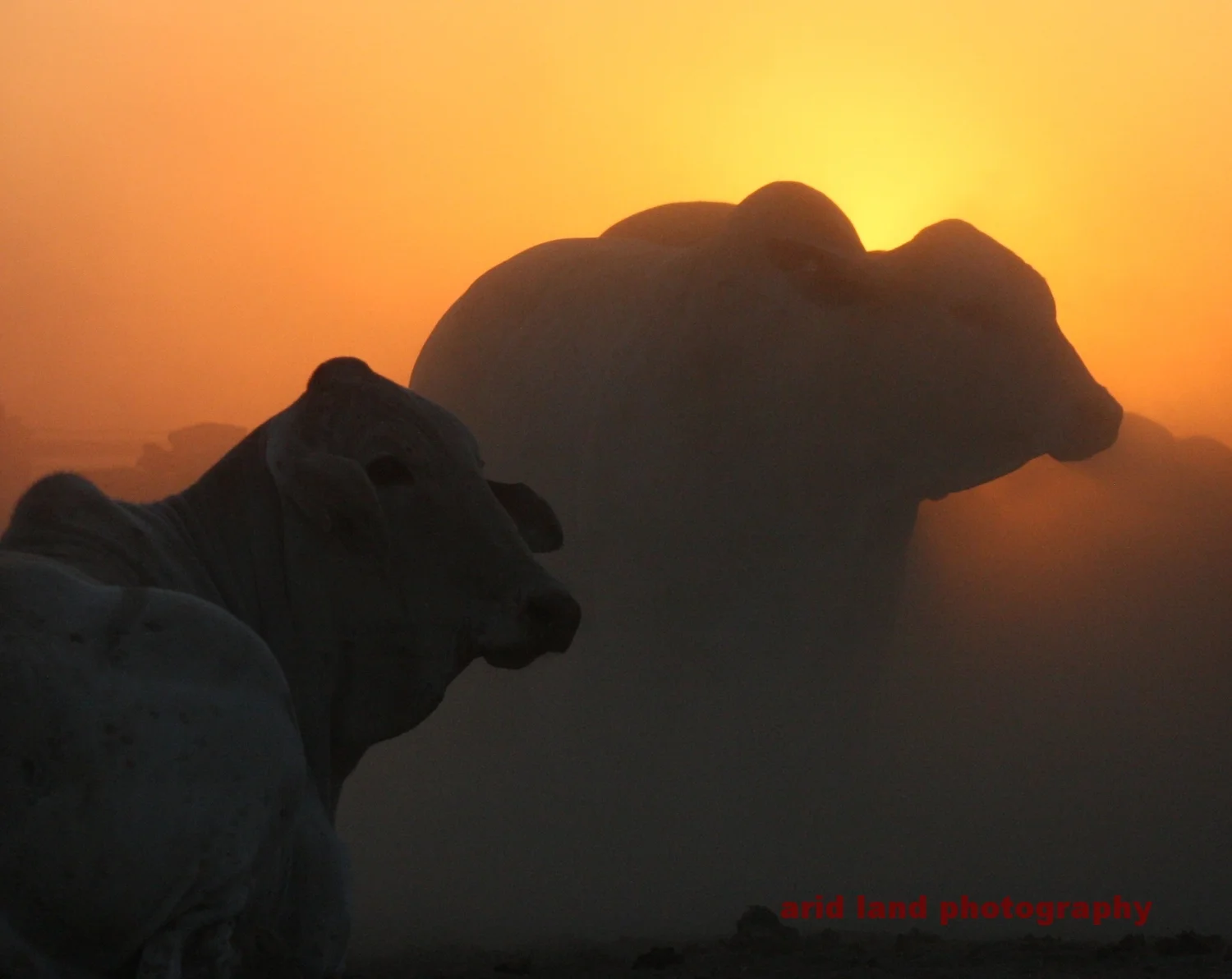 Sunrise Dust Storm - AUSTRALIA