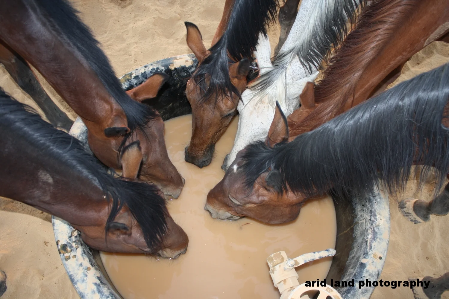 Desert Drought - AUSTRALIA