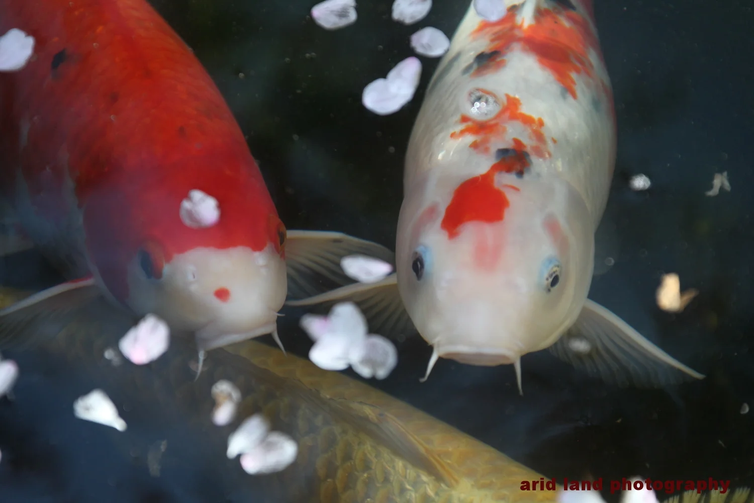Zen Garden Cui pond - TOKYO