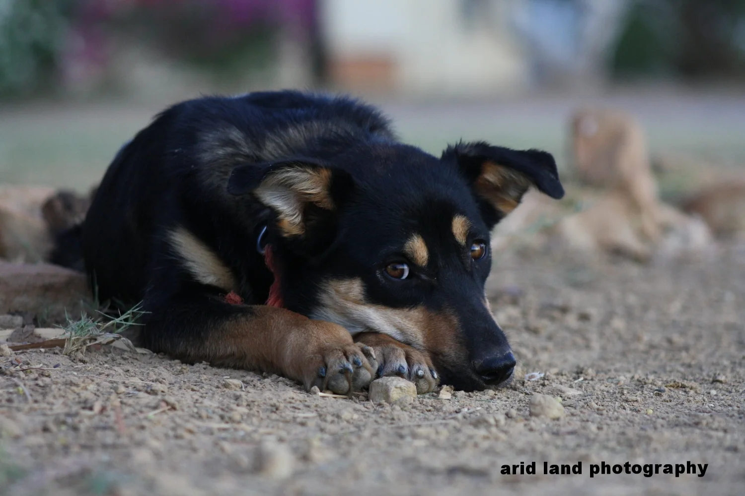 Kelpie Cattle Dog - OUTBACK AUSTRALIA