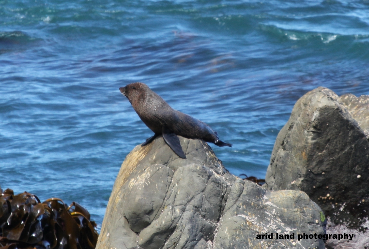 Kaikoura Coast - NEW ZEALAND
