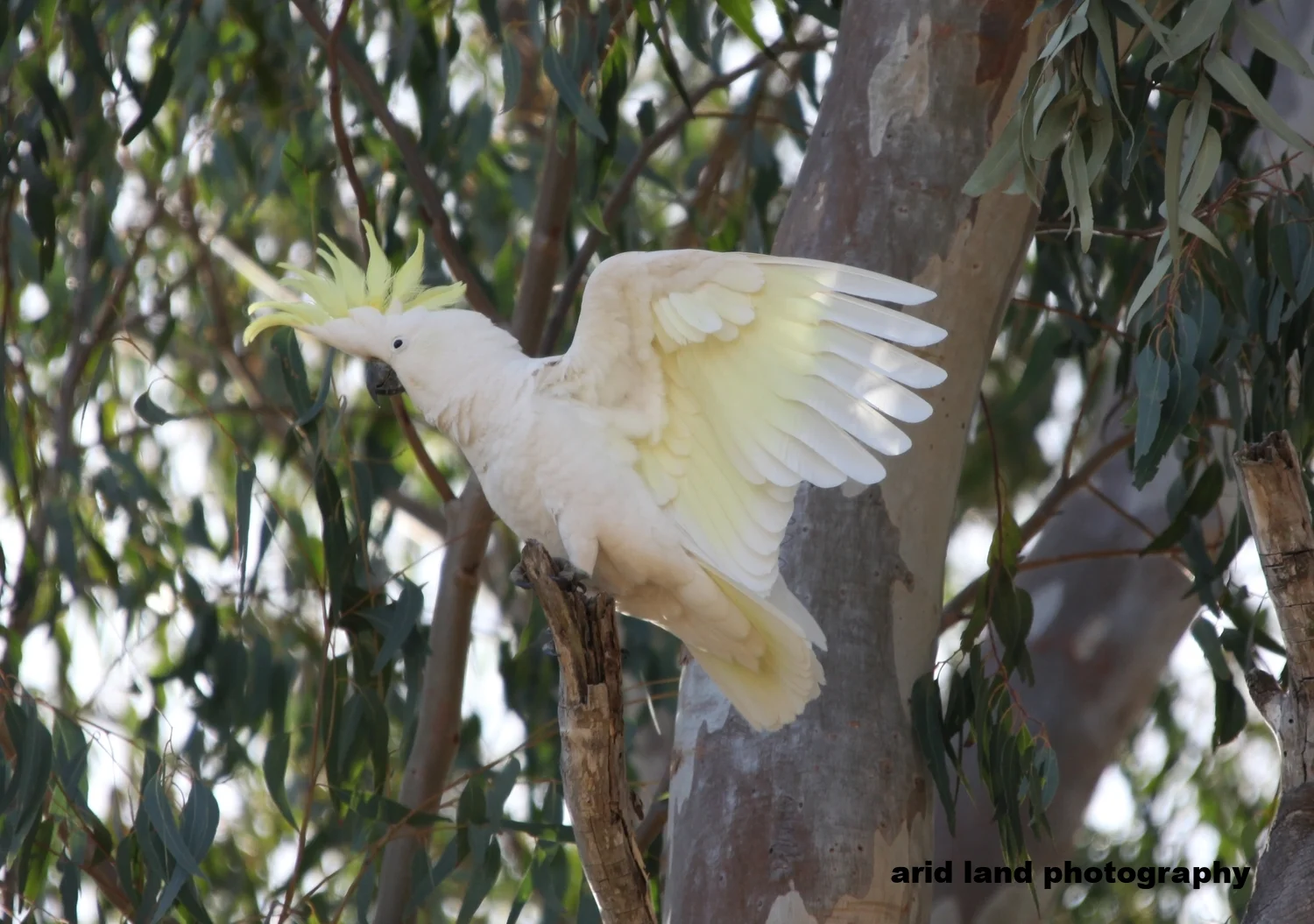 Cockatoo Parrot -  Brisbane AUSTRALIA