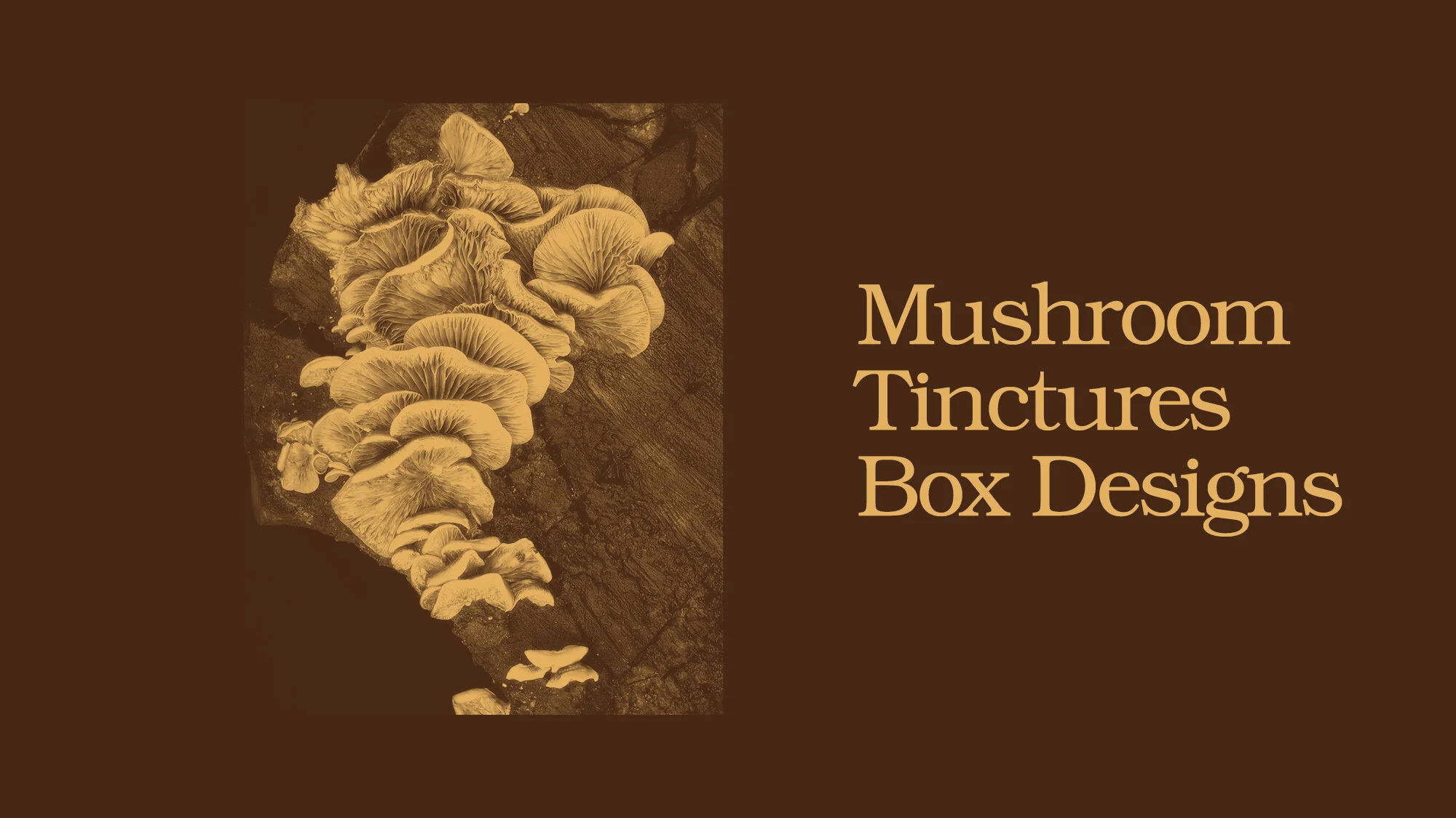 Images_MushroomBox.jpg