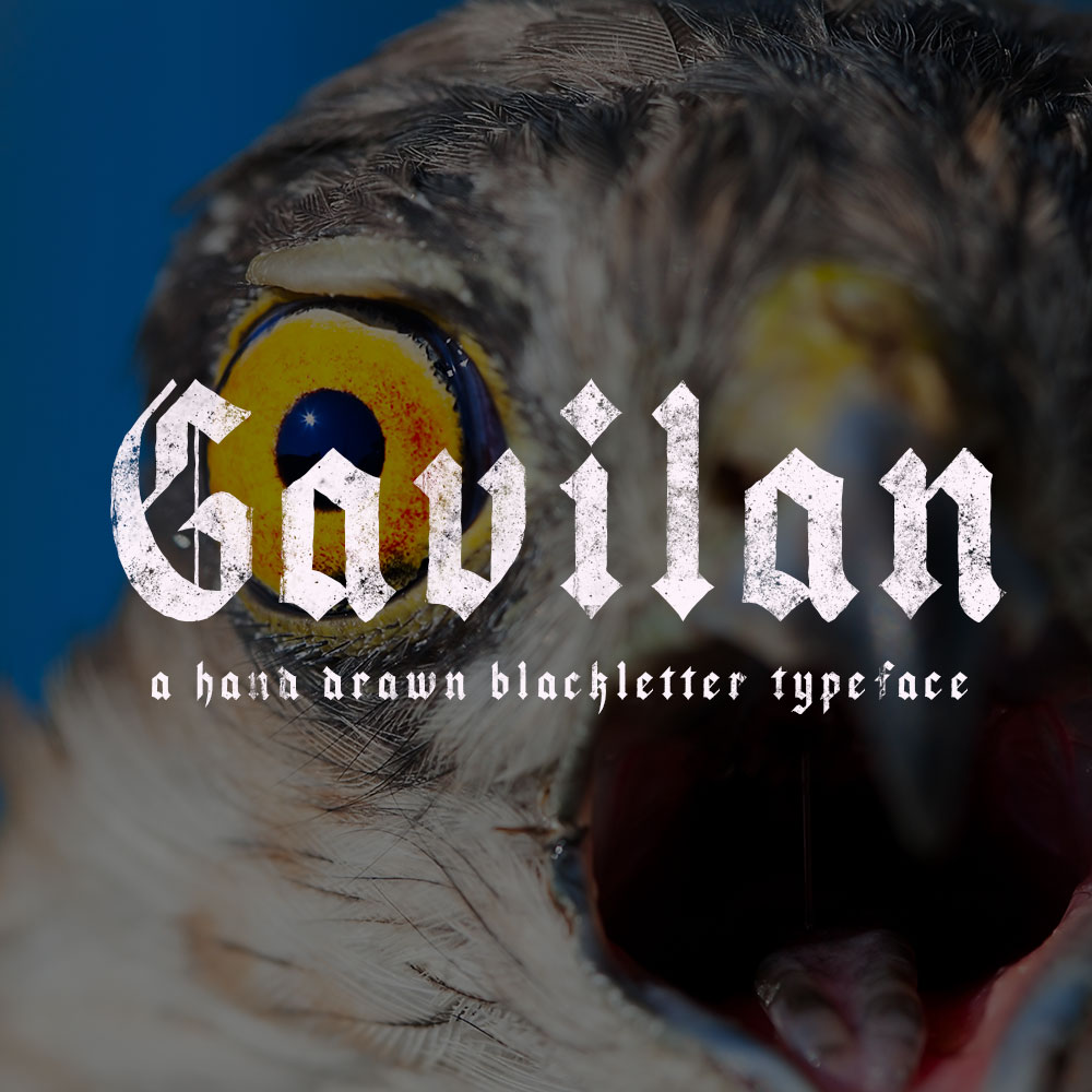 gavilan-cover_.jpg