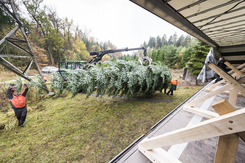 Loading the tree
