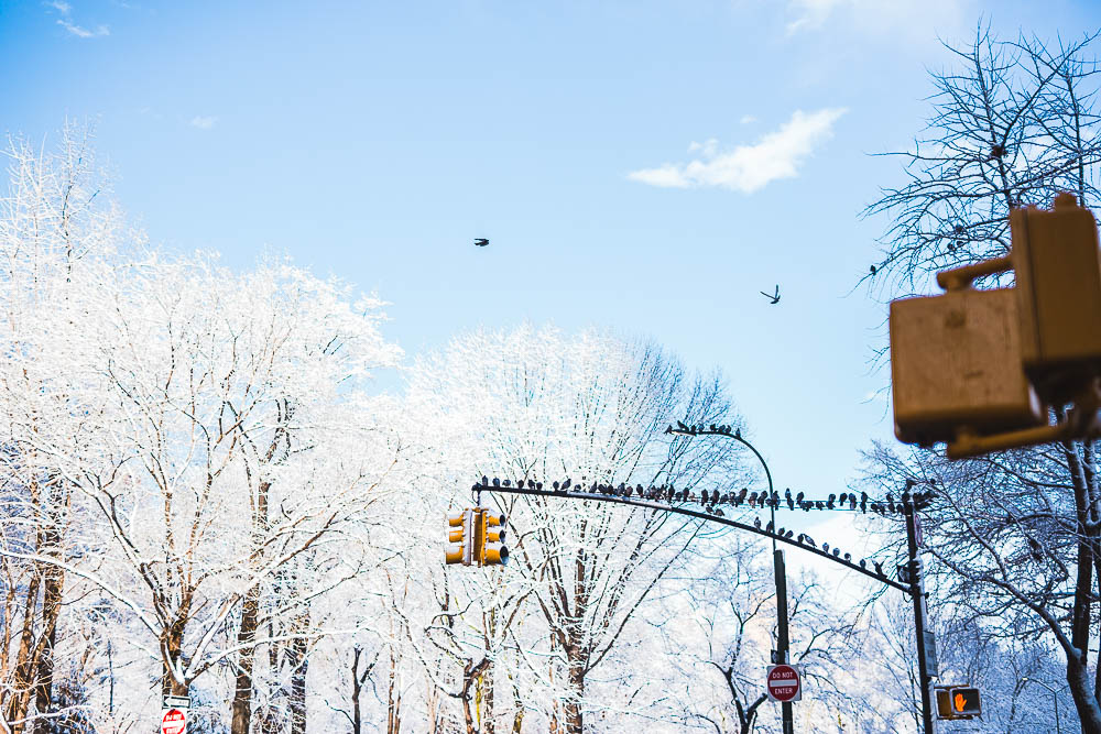 Central Park, NYC
