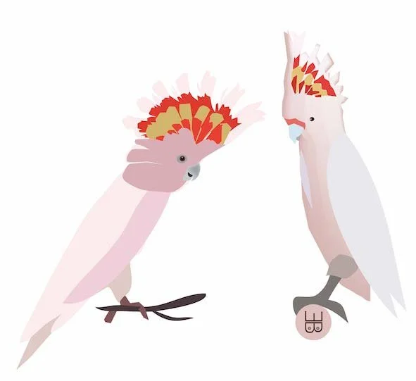 PRINT Major Mitchell BE-small.jpeg