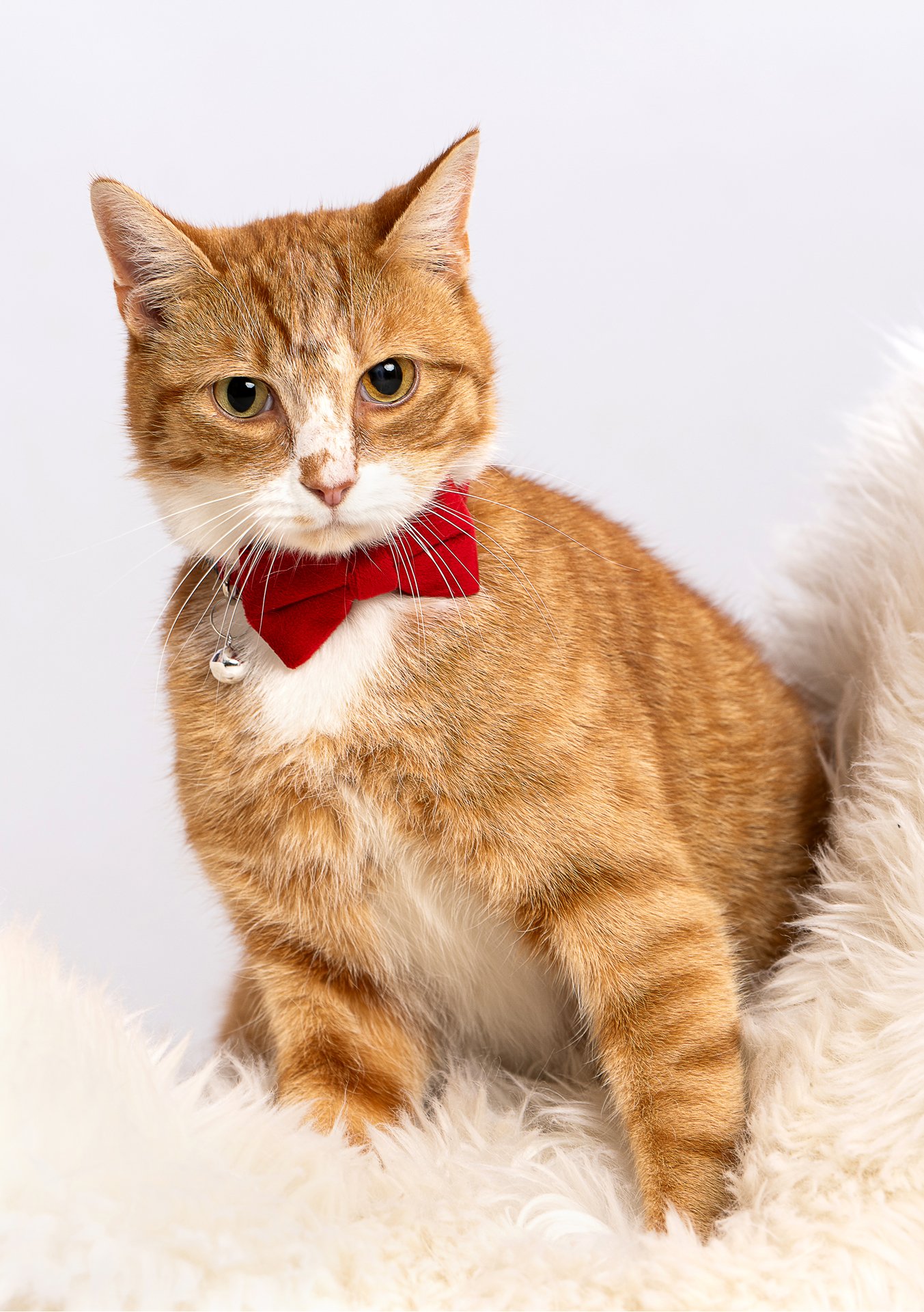 Pet Phoroshoot GD05.jpg