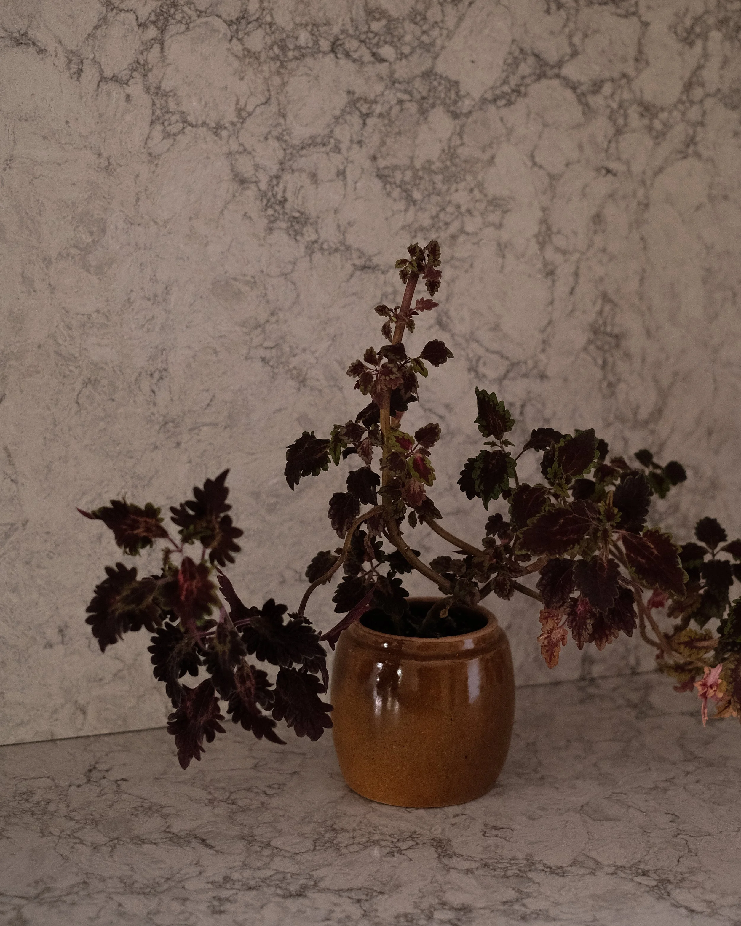 DSCF0596.jpg