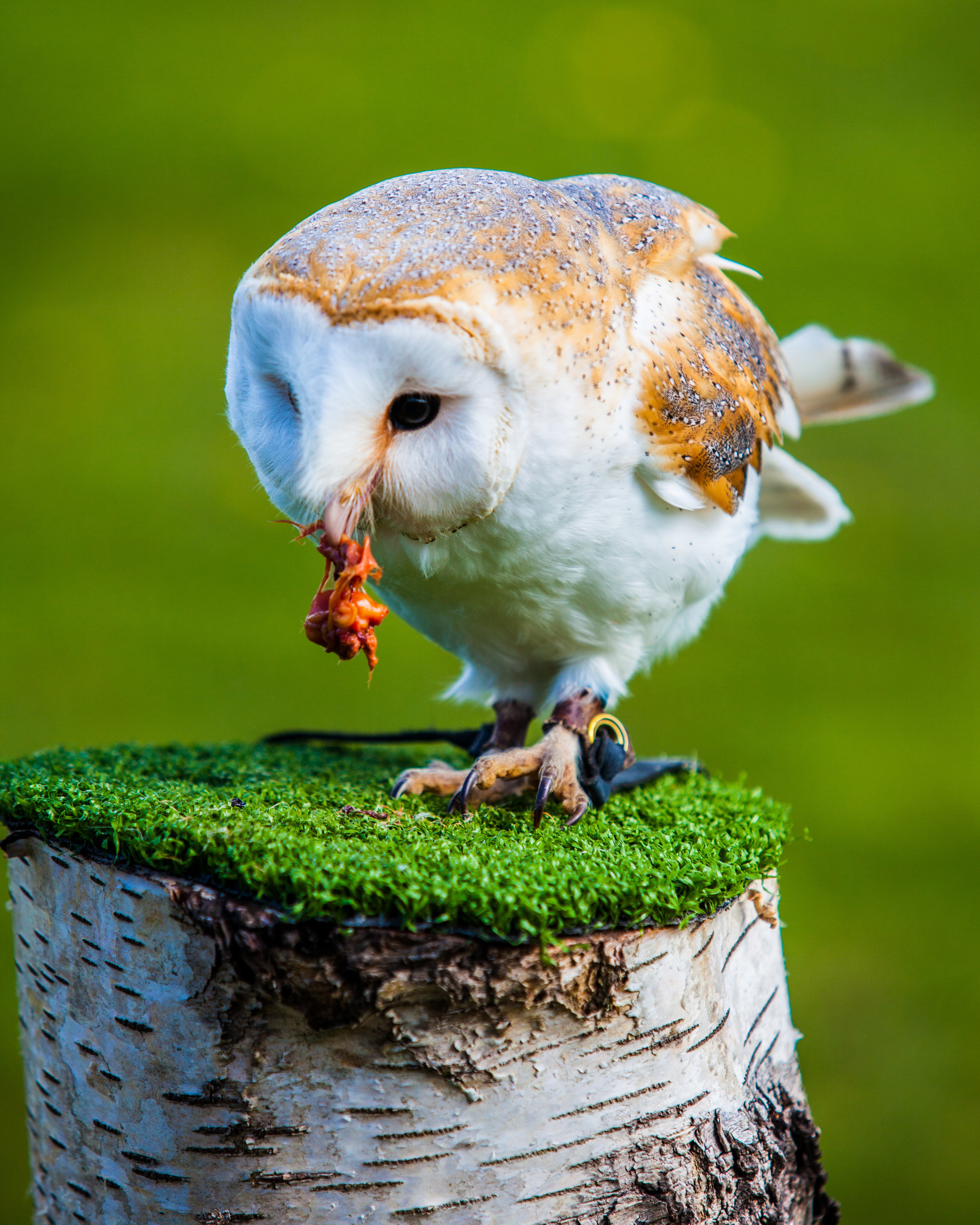 Barn Owl feeding