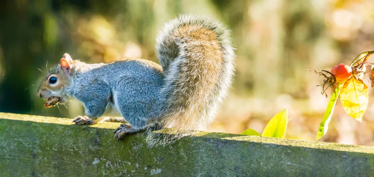      

 
  Canon 5D Mk III + 100-400 L f4 IS
 






















     