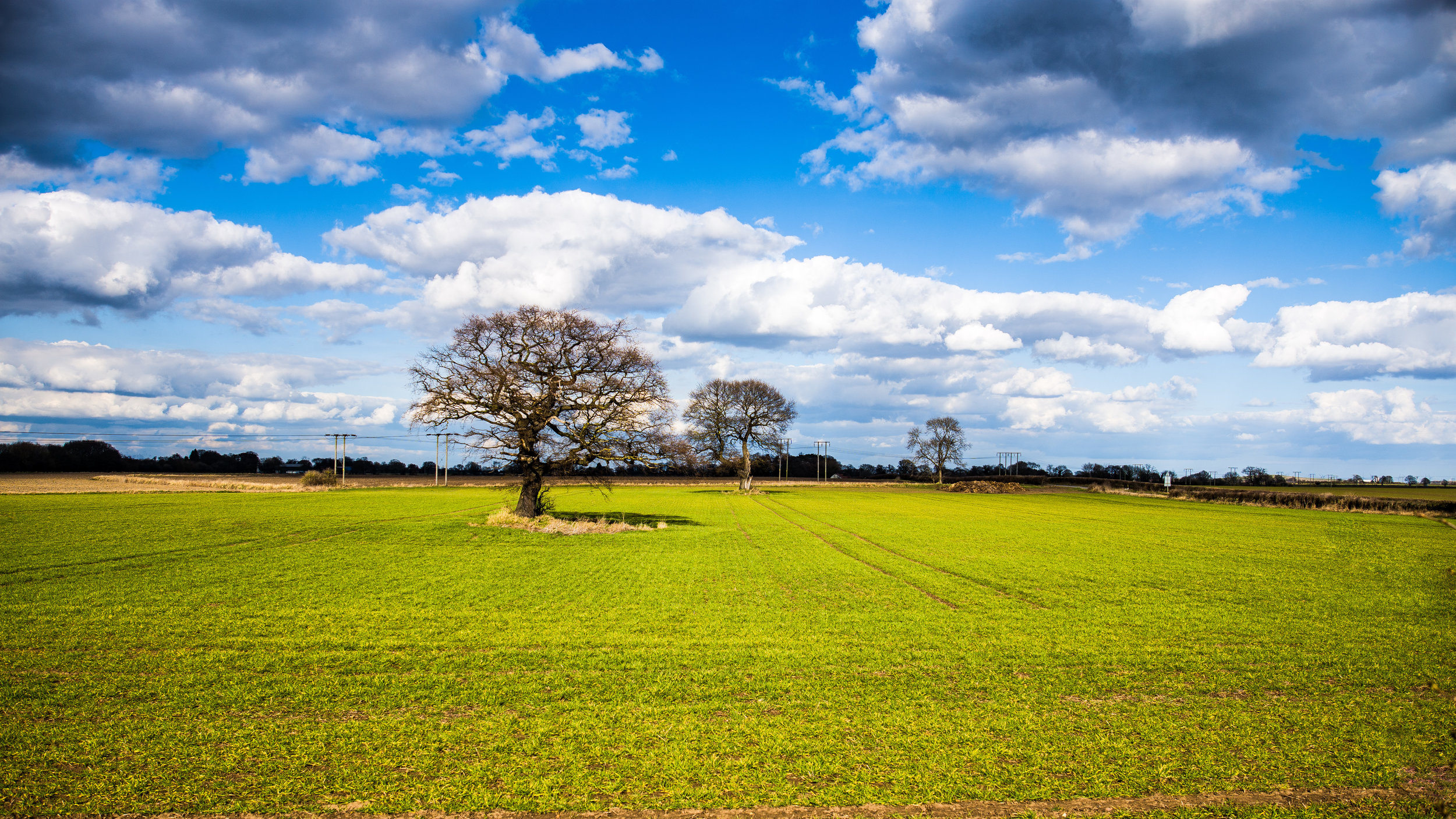 Barnby Dun field in Spring