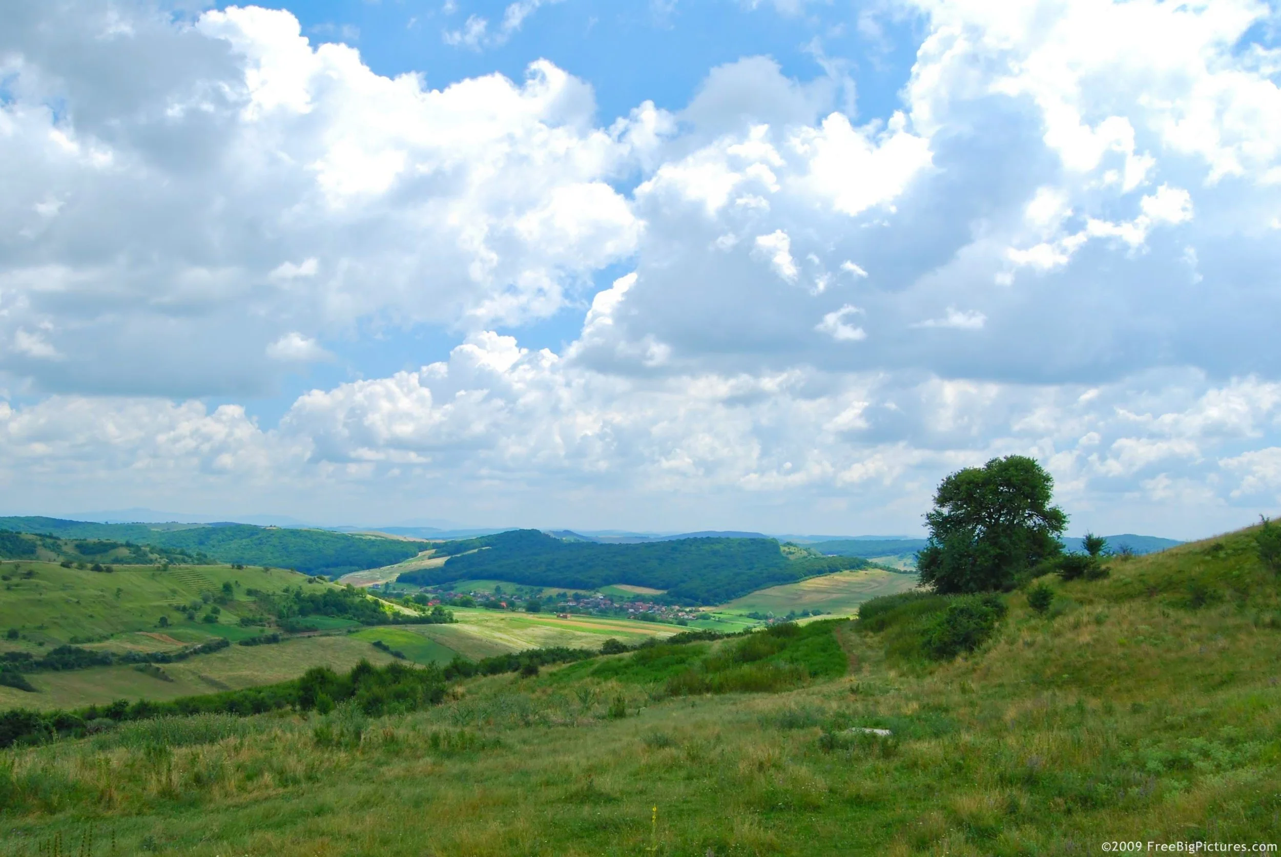 hill-tree.jpg