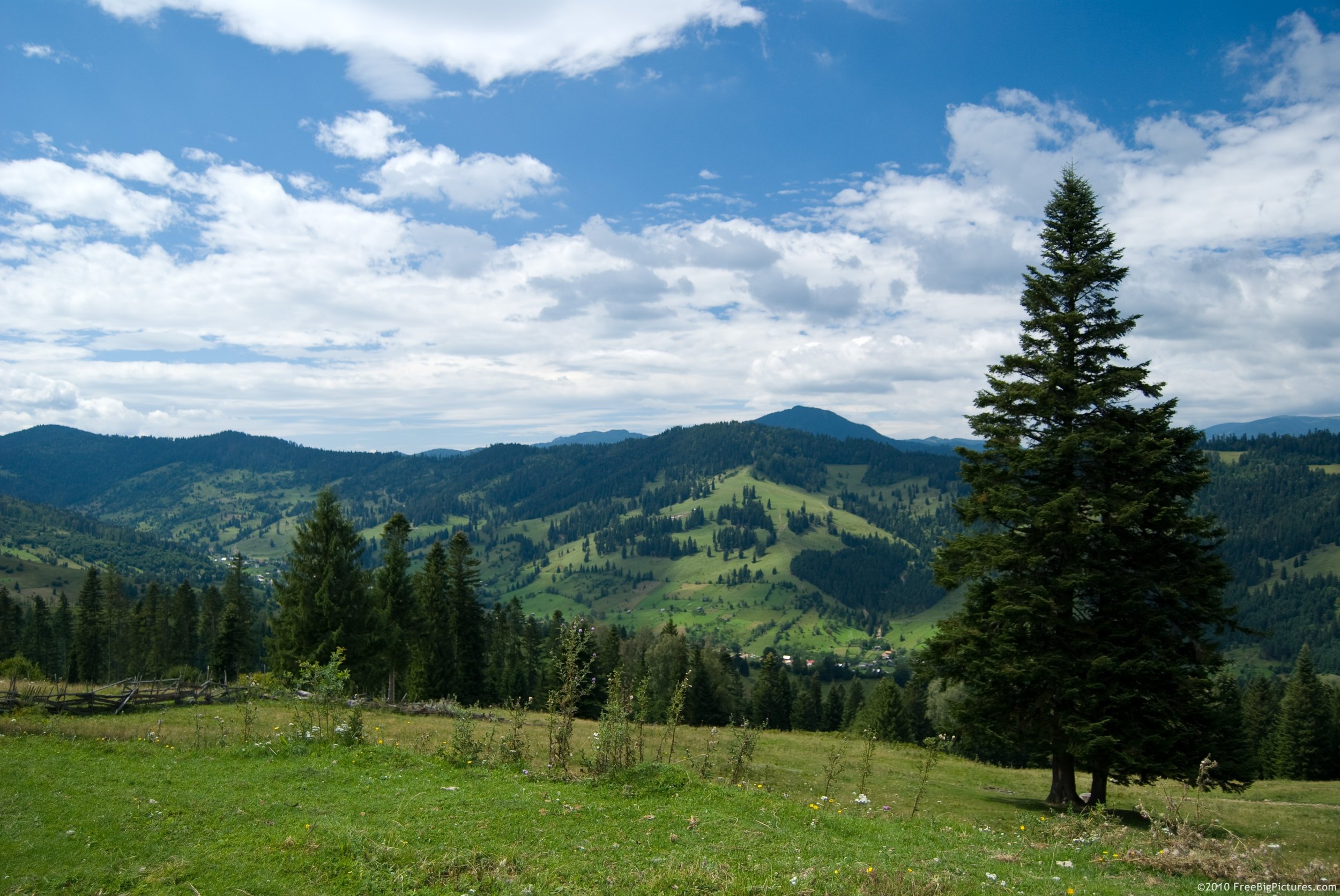 meadow-trees.jpg