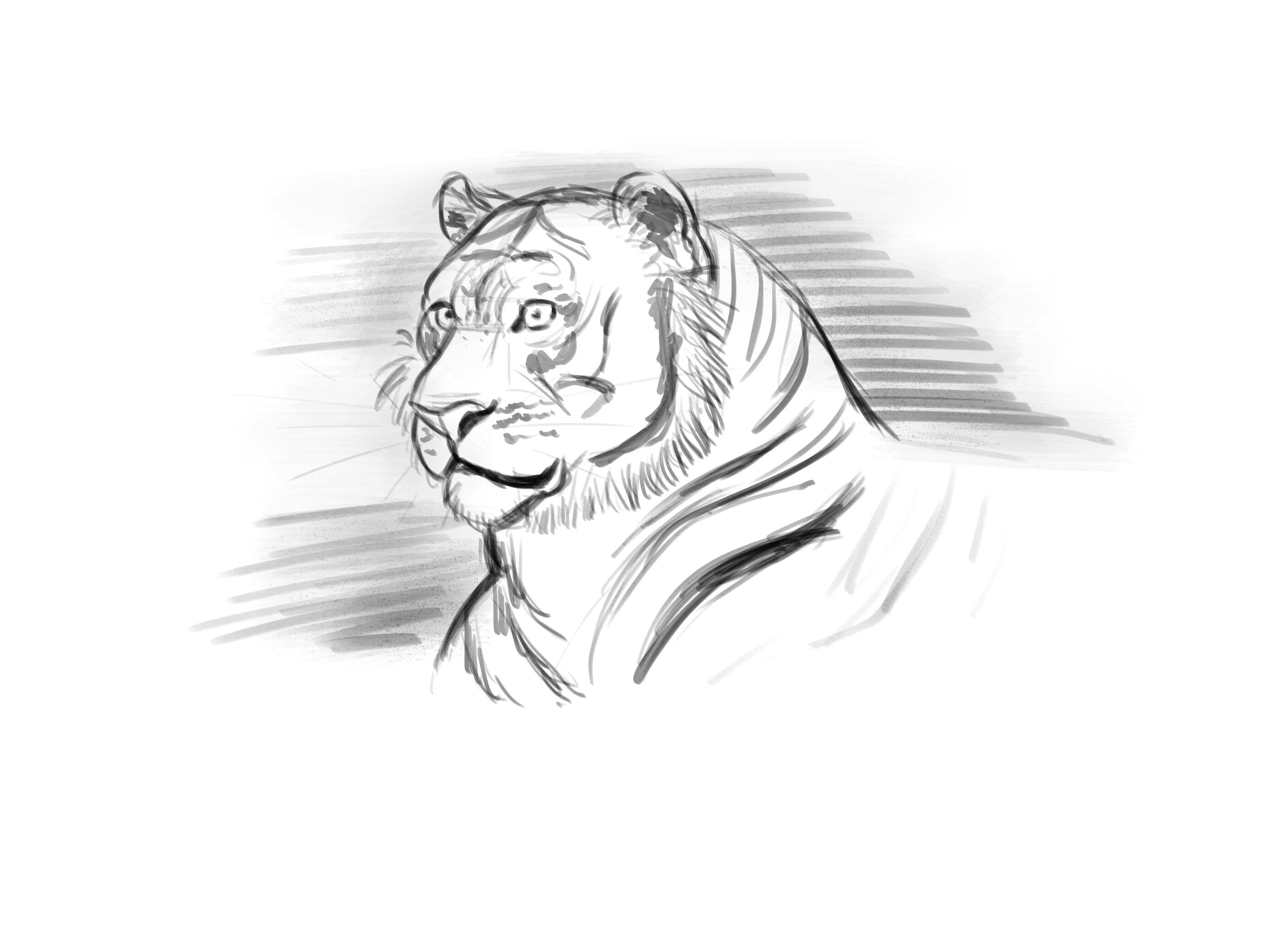 tiger 2.jpg