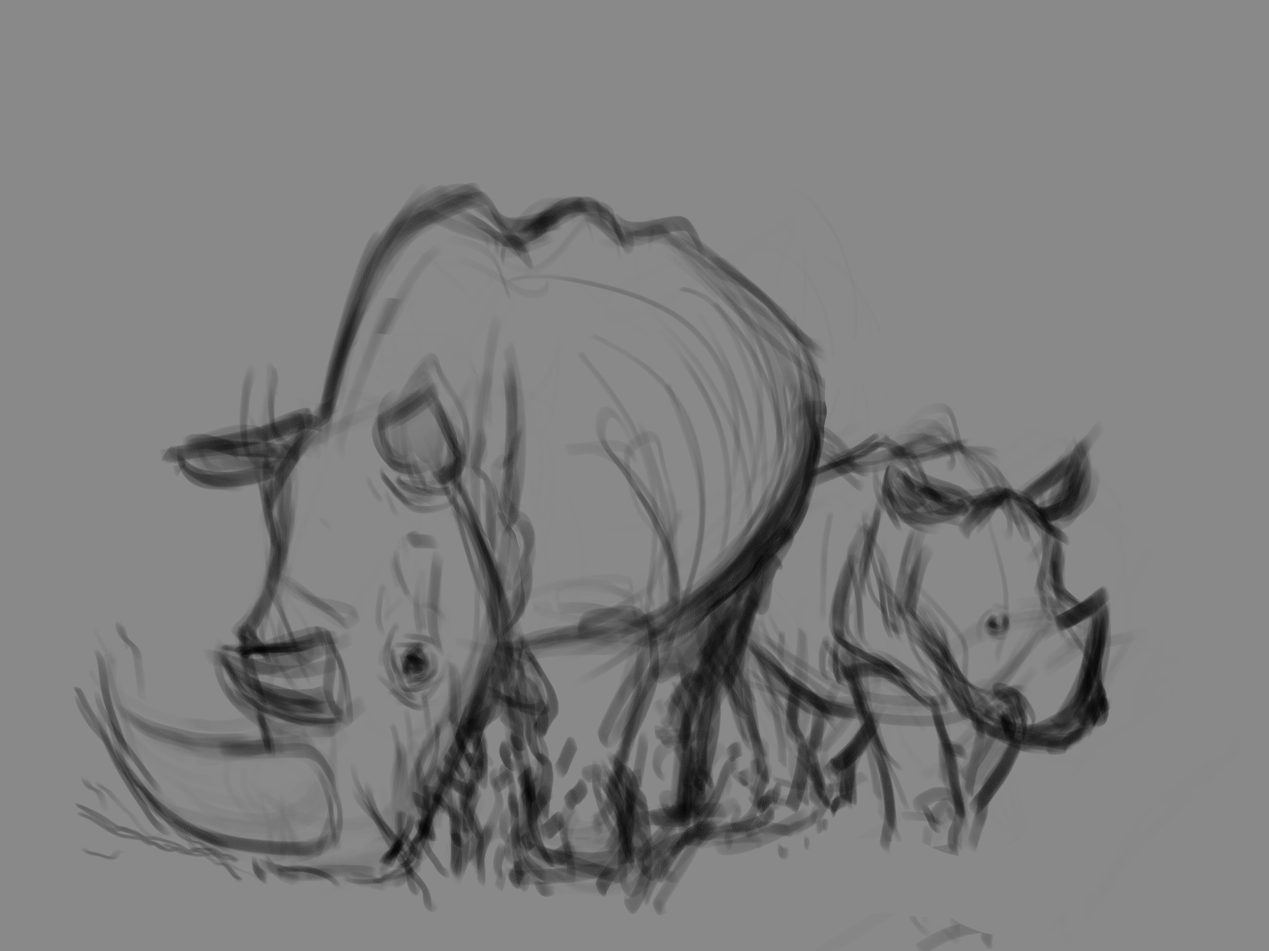 rhino life sketches 3.jpg