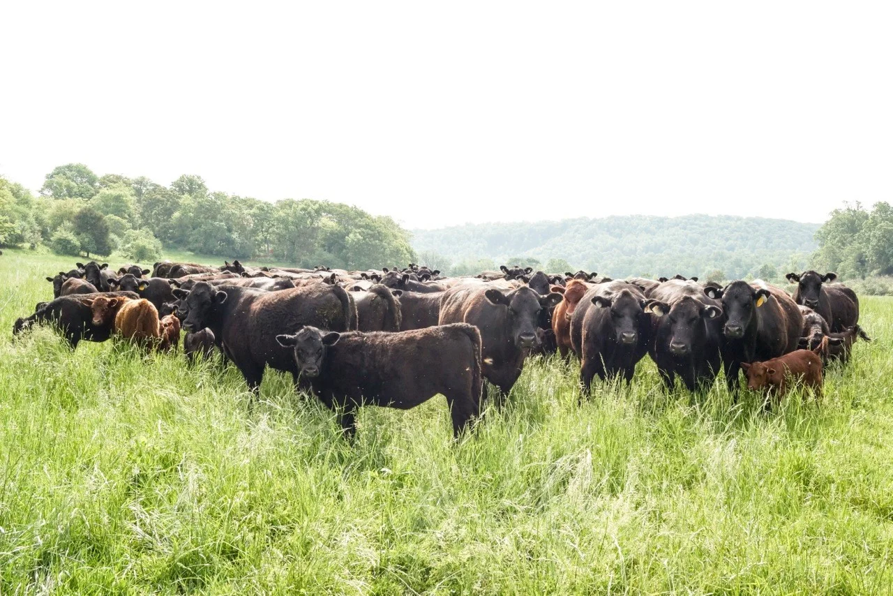 Seven Hills Food Cattle.jpg